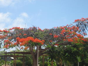Flowering tree of the Galapagos