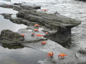 The crabs practically walk on water