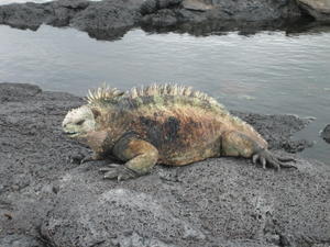 Iguana of Puerto Egas