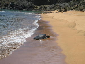 Sea turtle taking a break from the sea