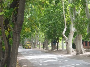 Tree-lined roads of wine country