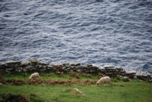 Even the sheep have beautiful ocean views