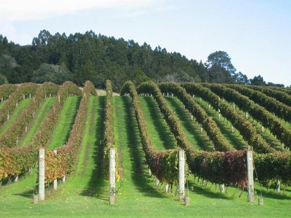 Beautiful vineryards of Matakana Coast