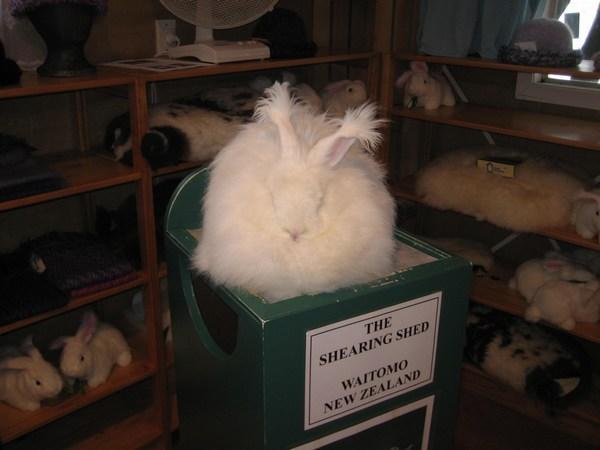 angora rabbit stuffed animal