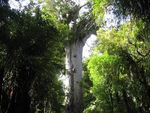 Tanemahuta (Maori god of the forests)