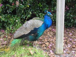 Peacock at Waitangi Treaty Reserve