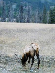 Elk, Jasper National Park