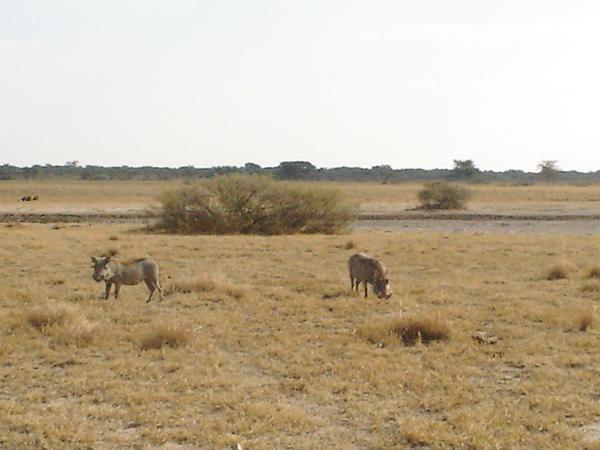 Khama Rhino Santuary