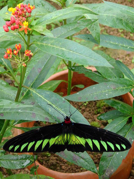 Butterfly - Cameron Highlands
