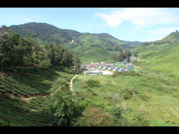 View from the Boh Tea estate factory, Cameron Highlands