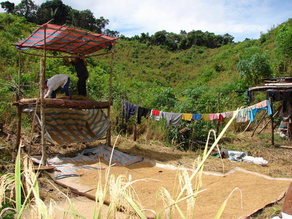 Rice threshing, near Belaga
