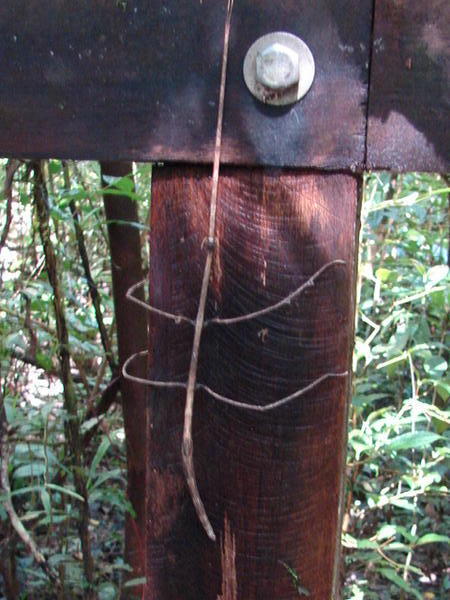 Stick Insect, Mulu National Park