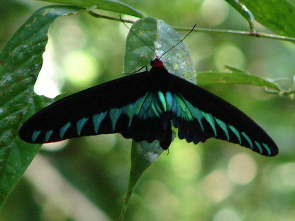 Butterfly, Mulu National Park, Sarawak.
