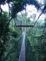 Forest, tree top canopy walk, Mulu National Park