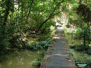 Walkway through the forest to Niah Caves.
