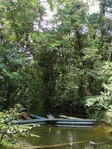 Landing for boats in the forest of Mulu National Park