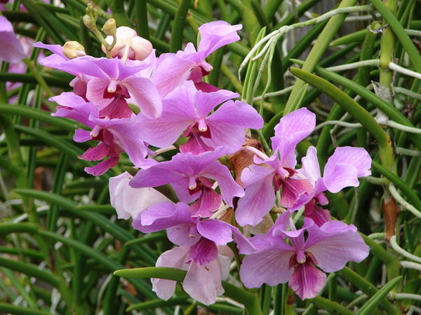 Orchid,  Taman Pertanian Sabah (Sabah Agricultural Park) near Tenom