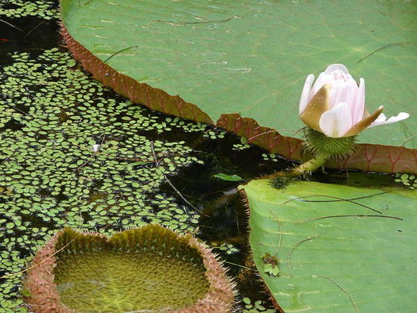 Lily,  Taman Pertanian Sabah (Sabah Agricultural Park) near Tenom