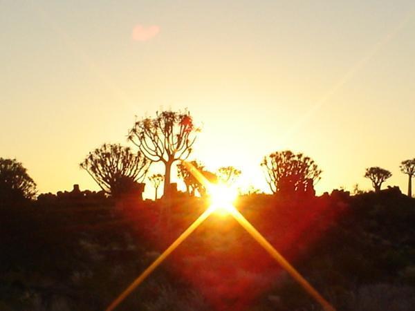 Sunset at  the Quiver Tree Forest 