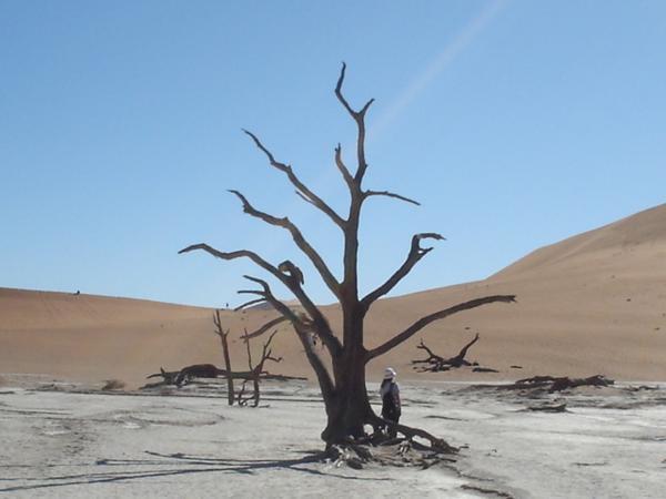 Camel Thorn Tree in Dead Vlei