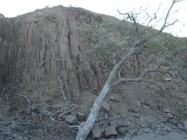 Mopani tree roots cling to the valley wall of the organ pipes