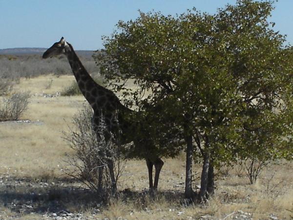 Etosha National Park - giraffe