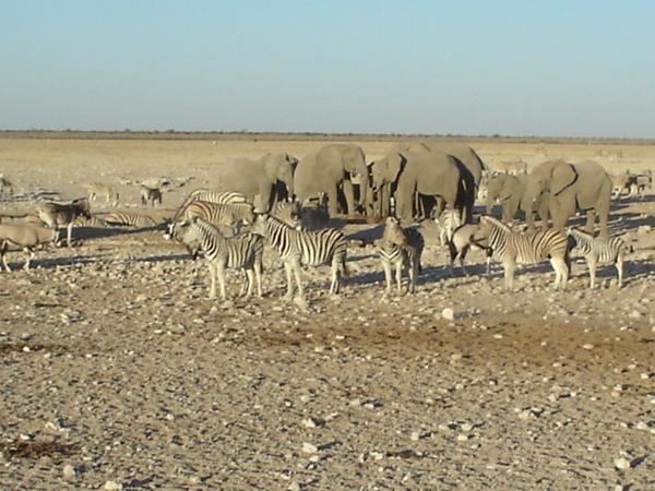 Etosha National Park - elephants and zebra