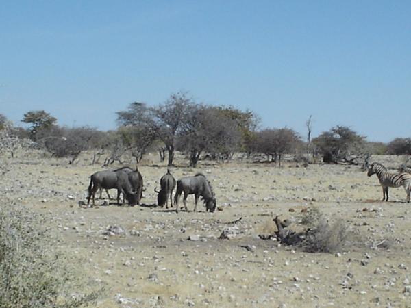 Etosha National Park  - Wildebeest etc