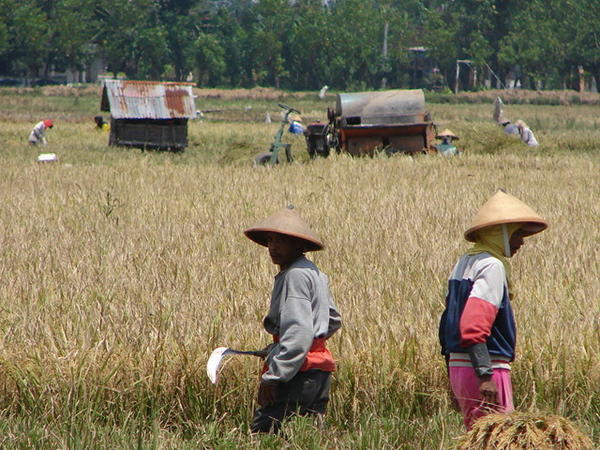 Rice harvesting near Solo