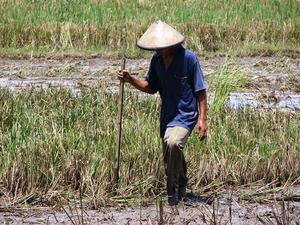 Rice harvest, near Solo.