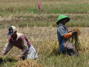 Rice harvest, near Solo.