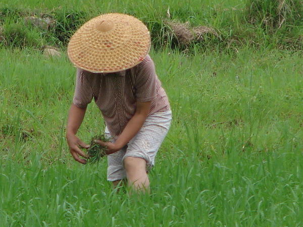 Rice field near Yangshuo