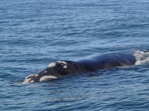 Southern Right Whale at Plattenburg Bay