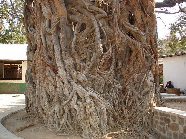 Strangled Tree, Likoma Island