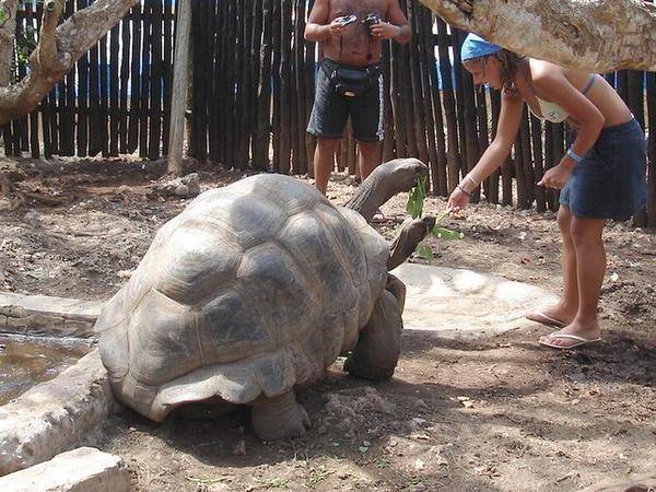 Tortoises on Prison Island, Zanzibar