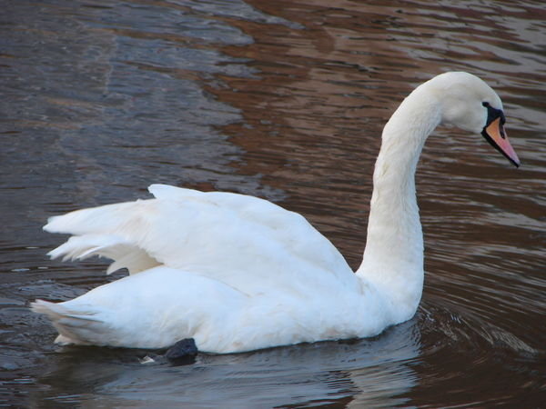 Swan on the Avon, Stratford on Avon