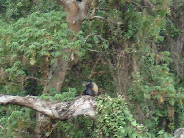 Golden Monkey in the Parc des Volcans