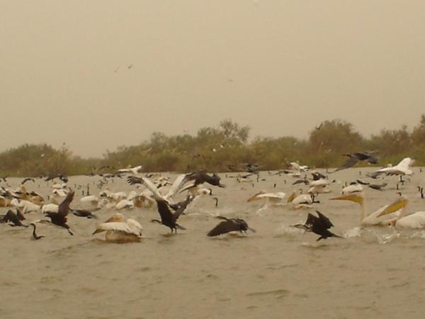 Parc National des oiseaux du Djoudj