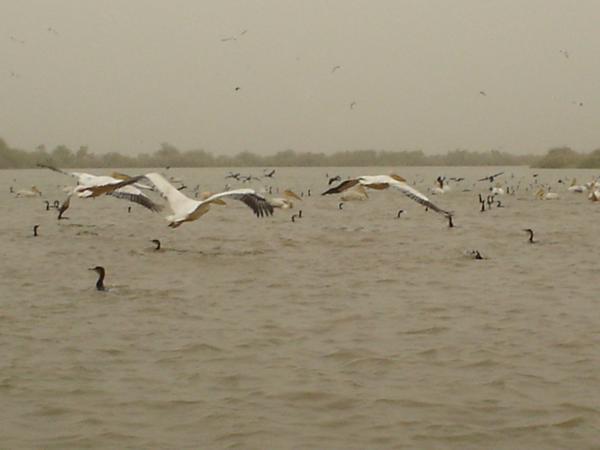 Parc National des Oiseaux du Djoudj