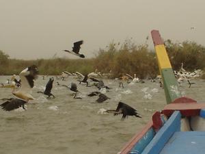 Parc National des oiseaux du Djoudj