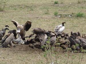 Lunchtime for Vultures