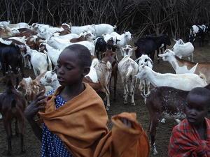 Masai  and their goats