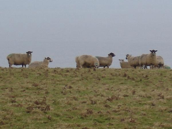 Moor sheep!