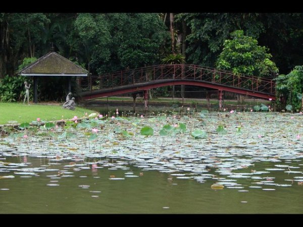 Botanical Gardens, Bogor