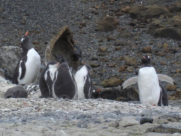 Gentoo Penguins at Brown Bluff