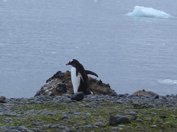 Gentoo penguin at Brown Bluff