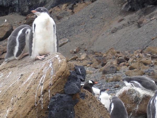 Gentoo penguin chicks - Brown Bluff