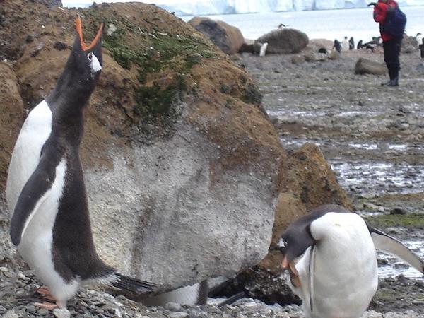 Gentoo penguins - Brown Bluff