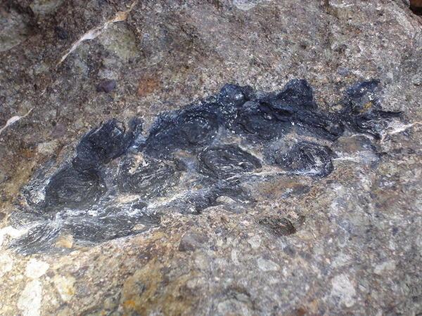 Fossil at Hannah Point