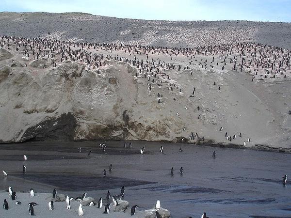 Part of huge colony of 60,000 pairs of Chinstrap Penguins